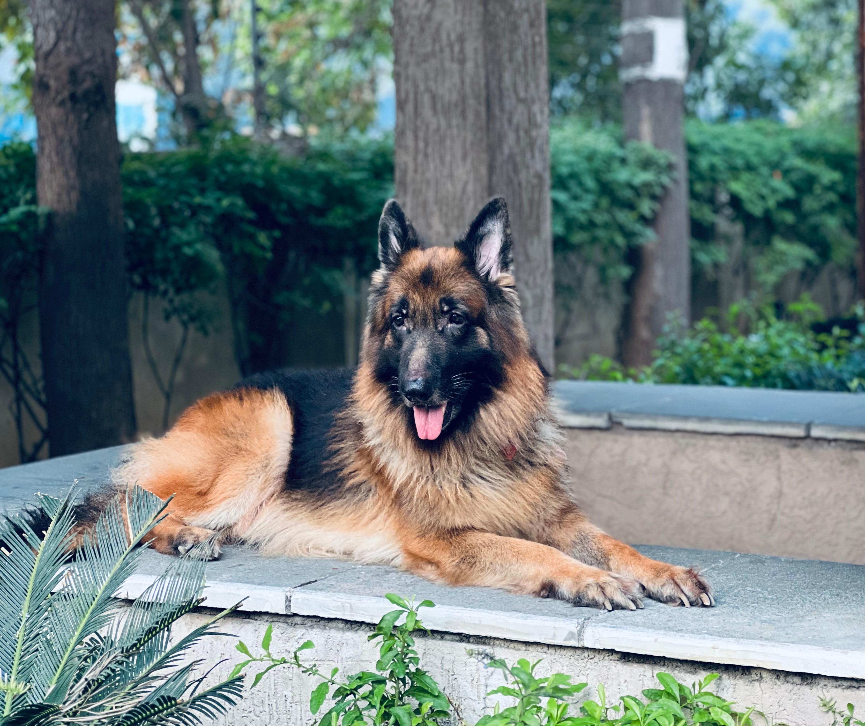 Atum, the German Shepherd whose legacy inspired ATUM Security